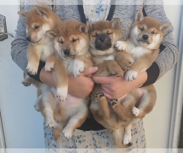 Medium Photo #3  Breeder Profile in LOYAL, WI, USA