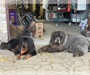 Tibetan Mastiff Dog Breeder near LITTLE CANADA, MN, USA