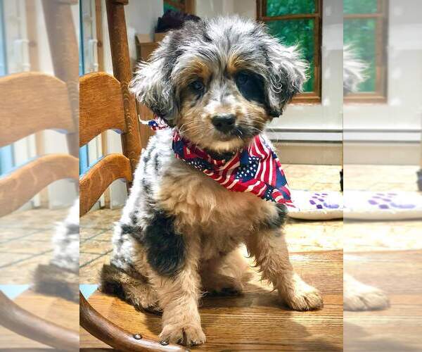 Medium Photo #2  Breeder Profile in DAYTON, PA, USA