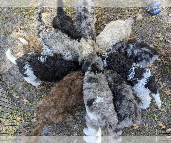 Medium Photo #1  Breeder Profile in HUDSON, FL, USA