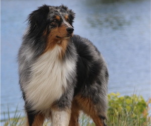 Australian Shepherd Dog Breeder near BRIGHTON, CO, USA