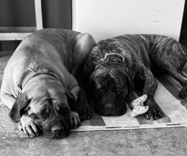 Medium Photo #1  Breeder Profile in CHILLICOTHE, MO, USA