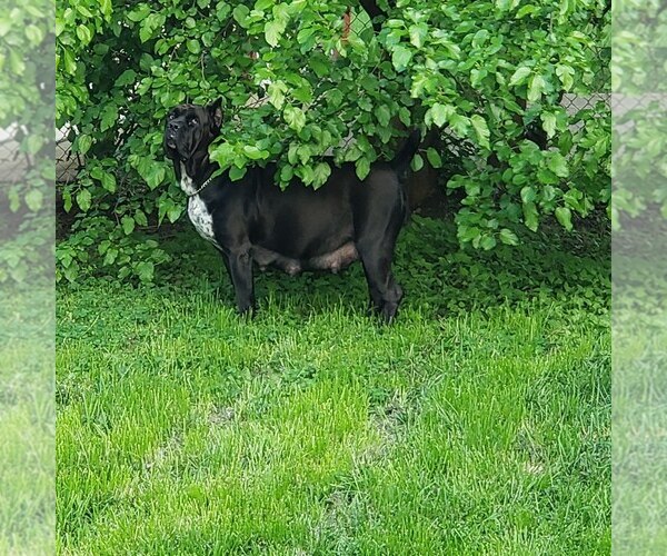 Medium Photo #1  Breeder Profile in MADISON HEIGHTS, MI, USA