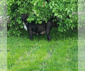 Cane Corso Dog Breeder near MADISON HEIGHTS, MI, USA