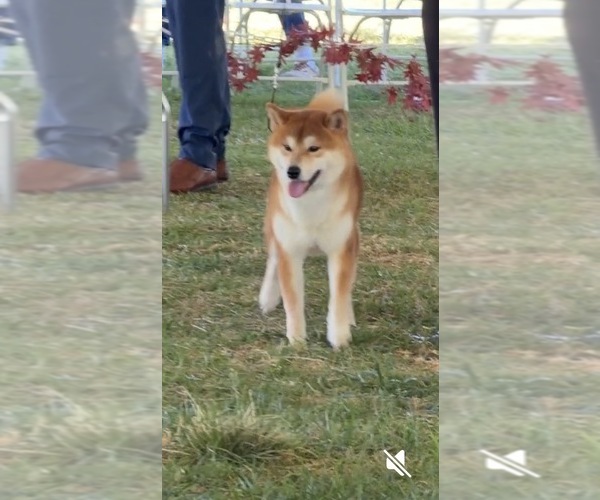 Medium Photo #25  Breeder Profile in THOMASTON, GA, USA