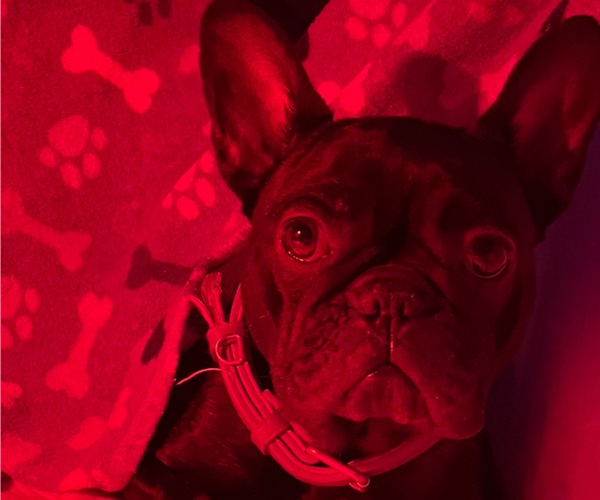 Medium Photo #11  Breeder Profile in NEW BEDFORD, MA, USA