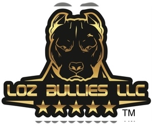 American Bully Dog Breeder near GREELEY, CO, USA