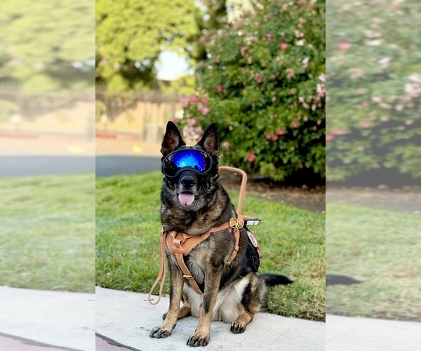 Medium Photo #1  Breeder Profile in MODESTO, CA, USA