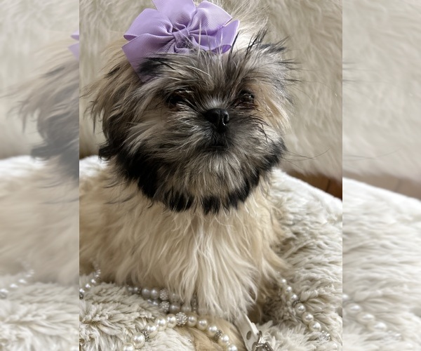 Medium Photo #14  Breeder Profile in HESPERIA, CA, USA