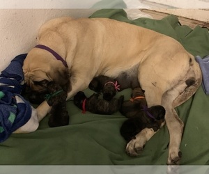 Mastiff Dog Breeder in CHAUVIN,  USA
