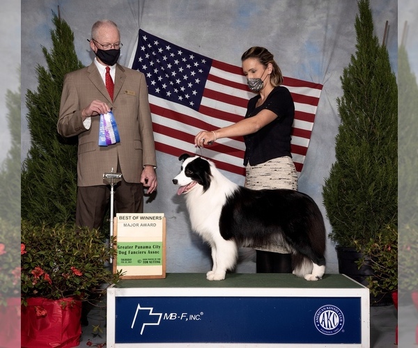 Medium Photo #9  Breeder Profile in BRYANTOWN, MD, USA