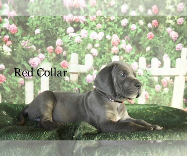 Medium Photo #1  Breeder Profile in POWELL, WY, USA