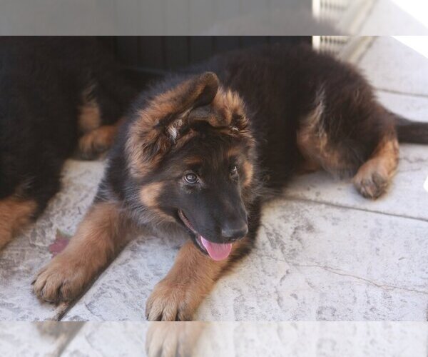 Medium Photo #10  Breeder Profile in AURORA, CO, USA