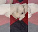 Small Photo #7  Breeder Profile in BURLINGAME, CA, USA