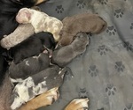 Small breeder photo