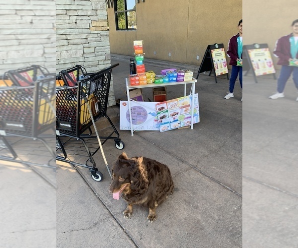 Medium Photo #36  Breeder Profile in SUNNYVALE, CA, USA
