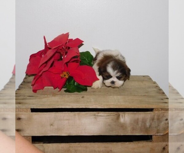 Medium Photo #1  Breeder Profile in FRESNO, OH, USA