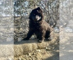 Small #176 Breeder Profile image