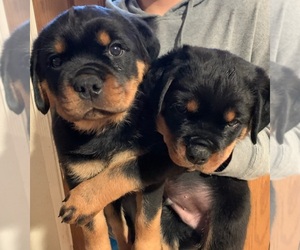 Rottweiler Dog Breeder near LAKE ELSINORE, CA, USA