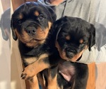 Small breeder photo
