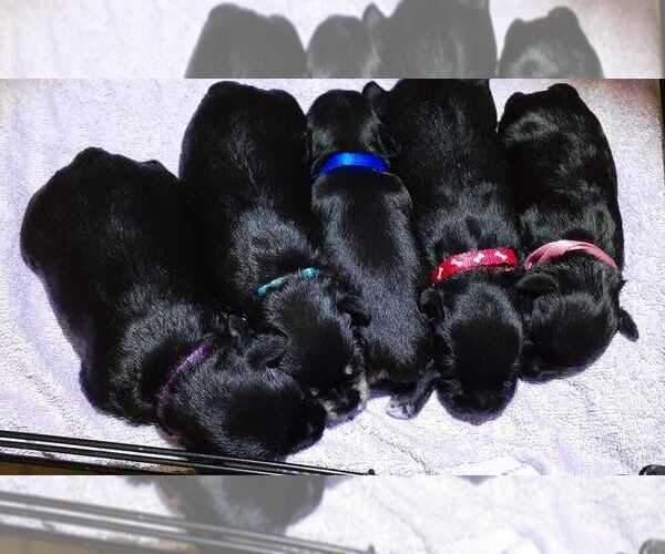 Medium Photo #1  Breeder Profile in KEARNS, UT, USA