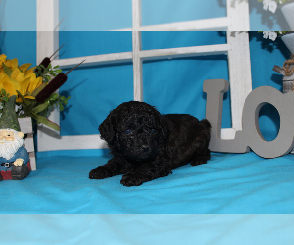 Medium Photo #46  Breeder Profile in CHANUTE, KS, USA