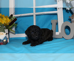 Small #45 Breeder Profile image