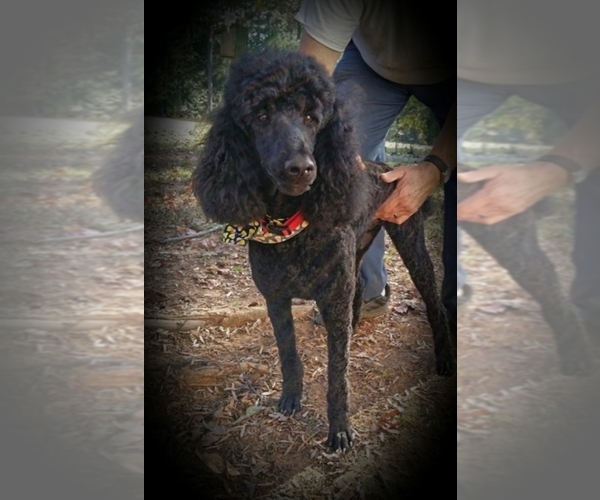 Medium Photo #1  Breeder Profile in Gurley, AL, USA