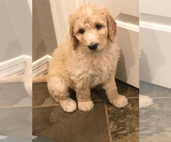 Medium Photo #1  Breeder Profile in MESA, AZ, USA