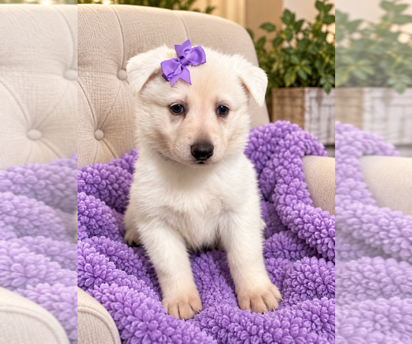 Medium Photo #4  Breeder Profile in ALACHUA, FL, USA