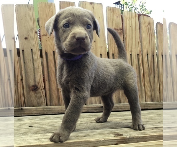 Medium Photo #5  Breeder Profile in WARNER SPRINGS, CA, USA