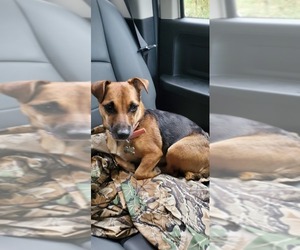 Jack Russell Terrier Dog Breeder in FORT PIERCE,  USA