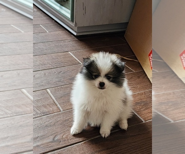 Medium Photo #18  Breeder Profile in NEW BRAUNFELS, TX, USA