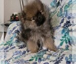 Small #7 Breeder Profile image