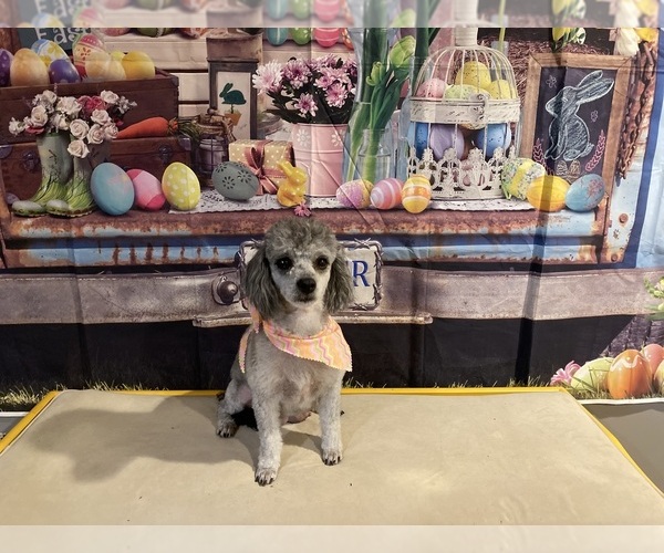 Medium Photo #5  Breeder Profile in ACWORTH, GA, USA
