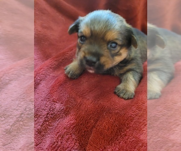 Medium Photo #122  Breeder Profile in AKRON, OH, USA