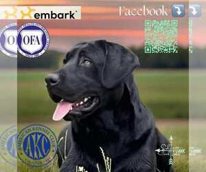 Labrador Retriever Dog Breeder near GERBER, CA, USA