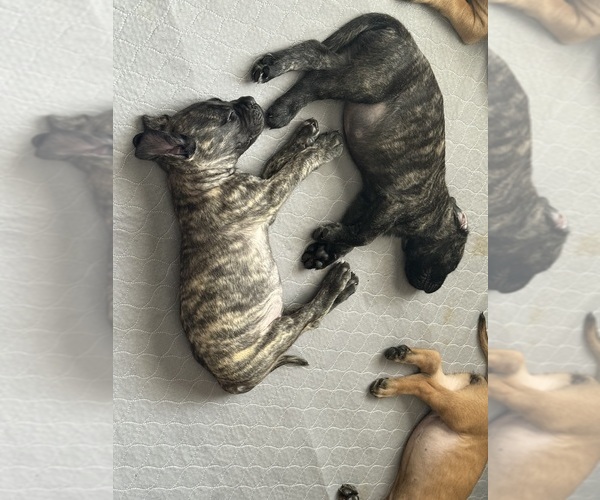 Medium Photo #4  Breeder Profile in OLATHE, KS, USA