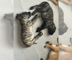 Small #3 Breeder Profile image