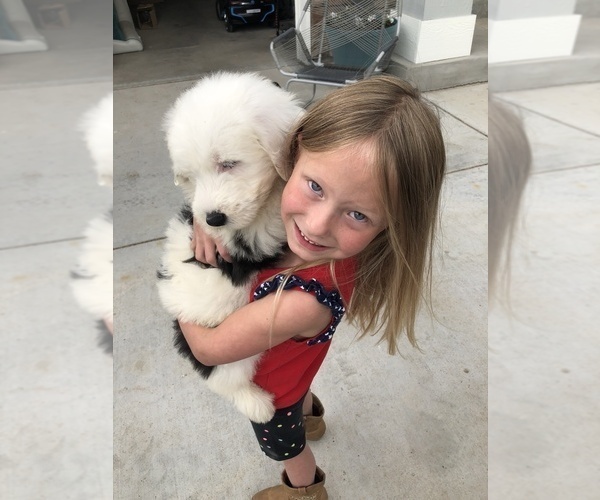 Medium Photo #1  Breeder Profile in PARKER, CO, USA