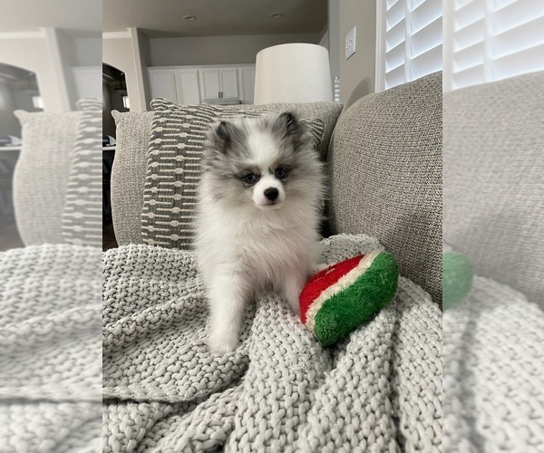 Medium Photo #12  Breeder Profile in NEW BRAUNFELS, TX, USA