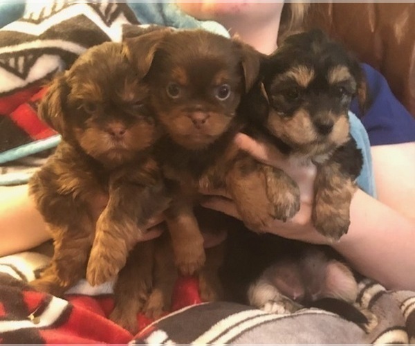 Medium Photo #12  Breeder Profile in SCOTTSDALE, AZ, USA