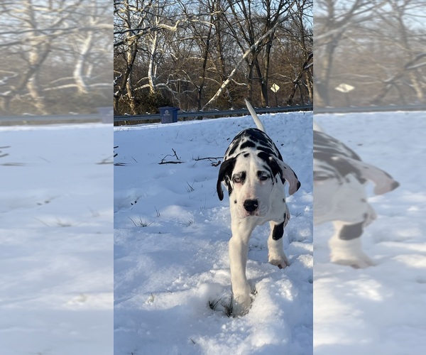 Medium Photo #1  Breeder Profile in COLUMBUS, OH, USA