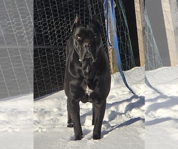 Medium Photo #1  Breeder Profile in HENRY, VA, USA