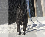 Small breeder photo