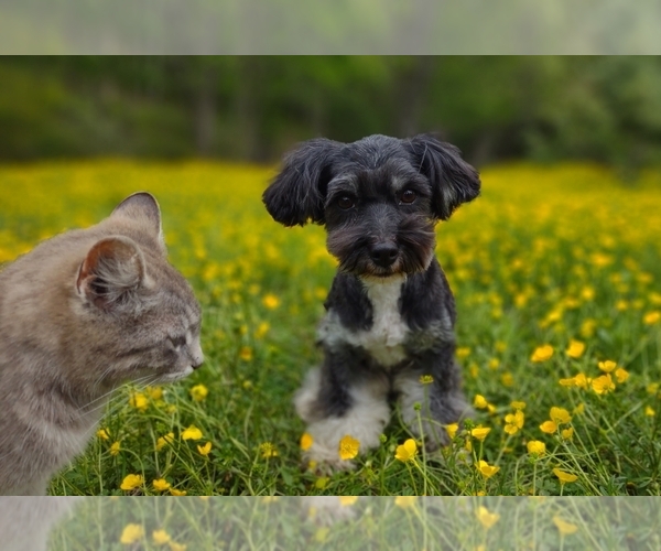 Medium Photo #6  Breeder Profile in BARREN SPRINGS, VA, USA