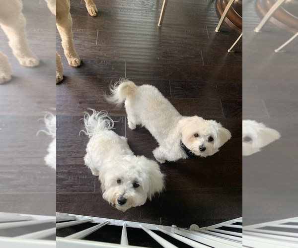 Medium Photo #1  Breeder Profile in WAXHAW, NC, USA
