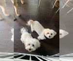 Small breeder photo