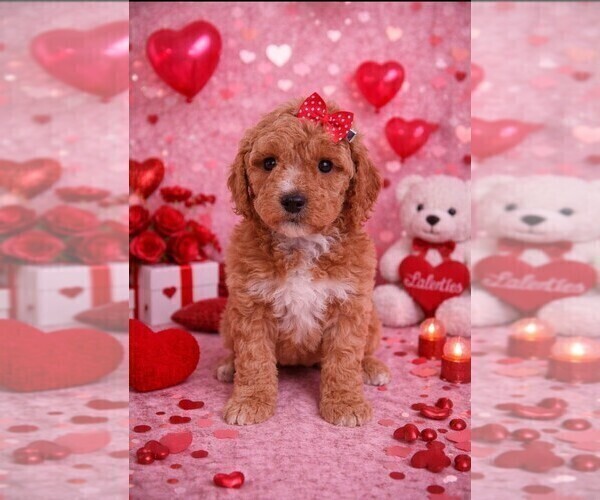 Medium Photo #56  Breeder Profile in GASTONIA, NC, USA
