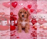 Small #55 Breeder Profile image